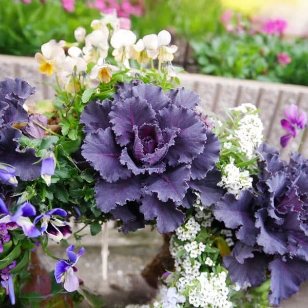 [送料無料]ハボタン：ブリリアントブラック2.5号ポット 12株セット