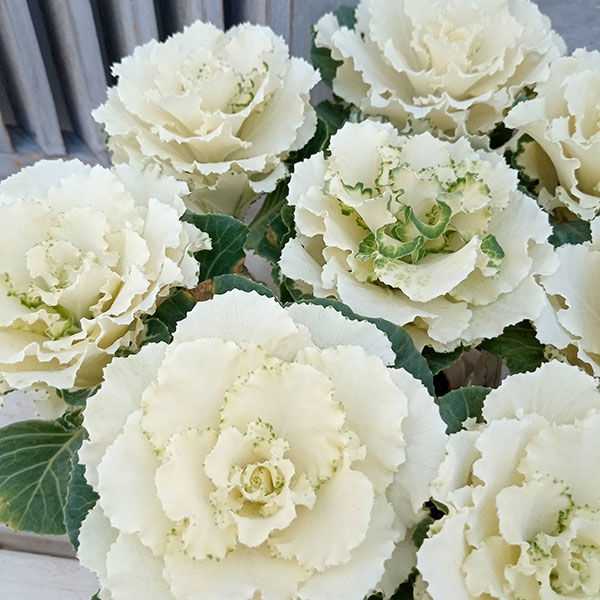 [送料無料]ハボタン：フレアホワイト2.5号ロングポット 12株セット