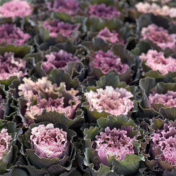 [送料無料]ハボタン：フレスコ　グラッフィート3号ポット 12株セット