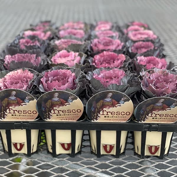 [送料無料]ハボタン：フレスコ　ロマネフリル3号ポット 12株セット