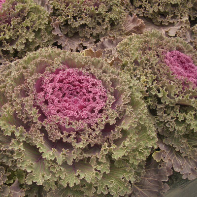 [送料無料]ハボタン：紅すずめ3.5号ポット 12株セット