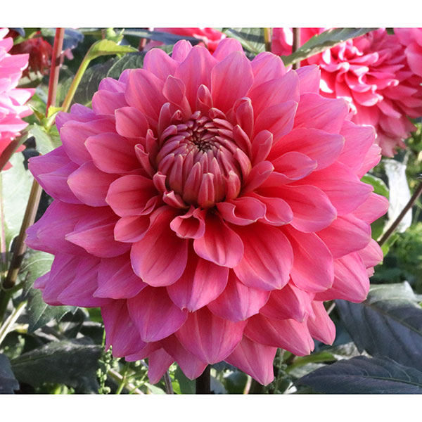 [26年3月中下旬予約]ダリアの球根：（中輪）アリア1球