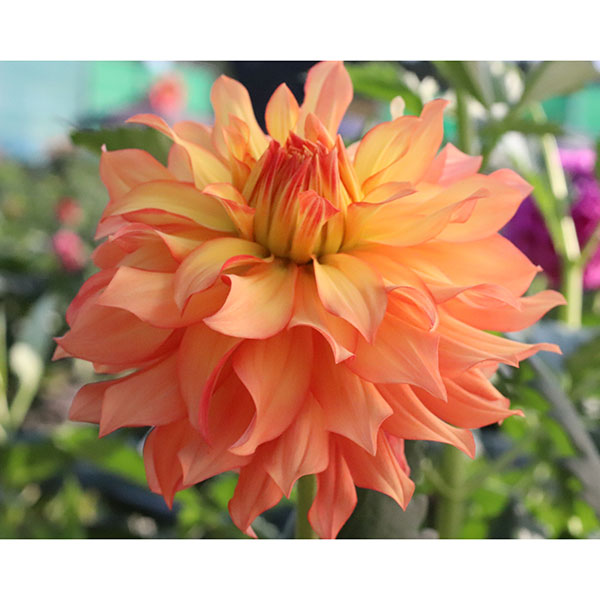 [26年3月中下旬予約]ダリアの球根：（中輪）陽翼（ひよく）1球