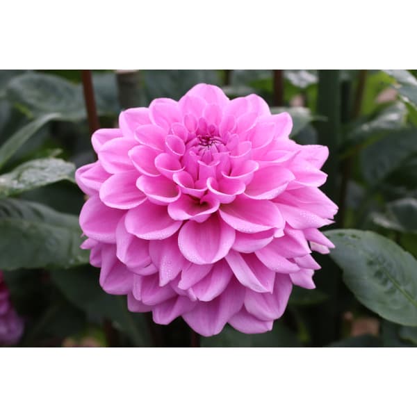 [26年3月中下旬予約]ダリアの球根：（中輪）フェルン1球