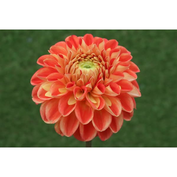 [26年3月中下旬予約]ダリアの球根：（中小輪）ファジーネーブル1球