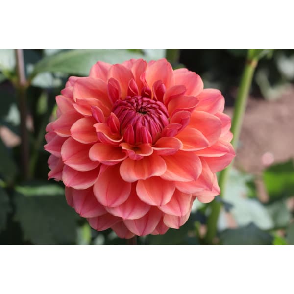 [26年3月中下旬予約]ダリアの球根：（中小輪）美凪（みなぎ）1球