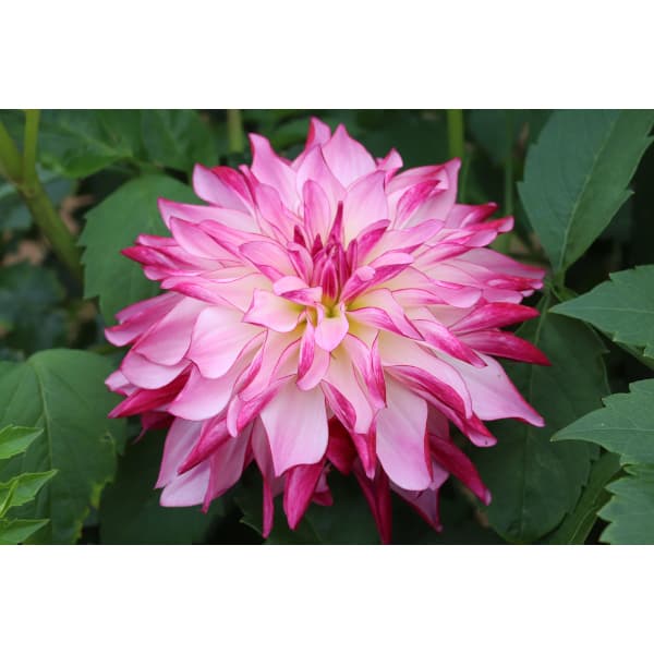 [26年3月中下旬予約]ダリアの球根：（中小輪）ブライトスター1球