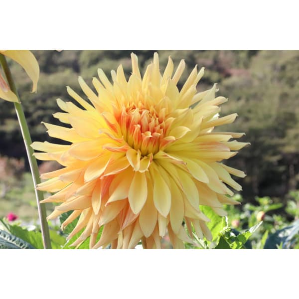 [26年3月中下旬予約]ダリアの球根：（巨大輪）黄河1球