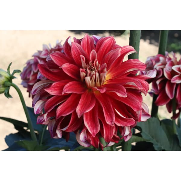 [26年3月中下旬予約]ダリアの球根：（大輪）残照1球