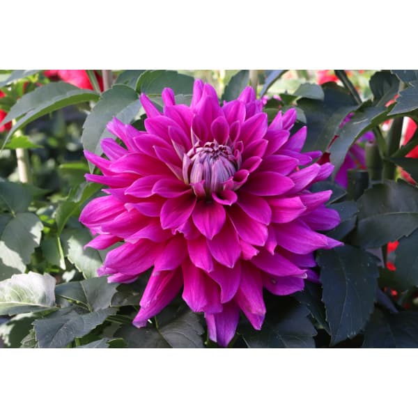 [26年3月中下旬予約]ダリアの球根：（中大輪）ユニバース1球