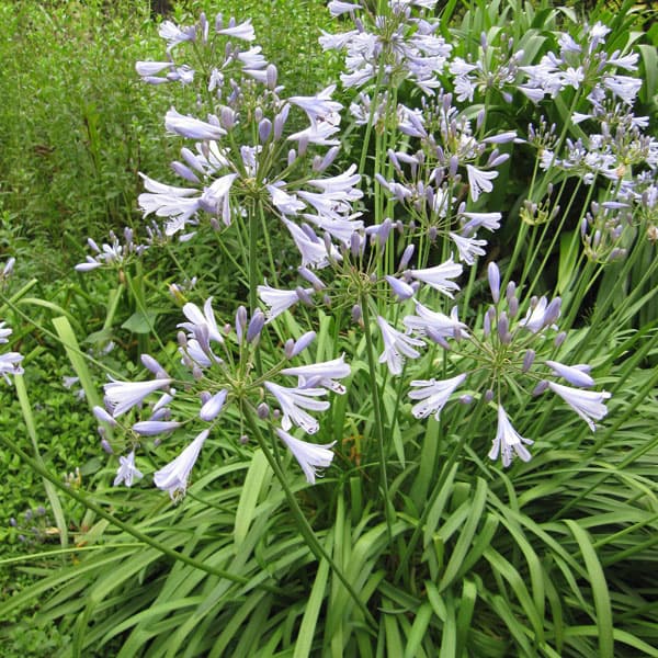 [送料無料]アガパンサス：ピーターパン3-3.5号ポット[7月頃に開花　ブルー系の花の小型タイプ]* 12株セット