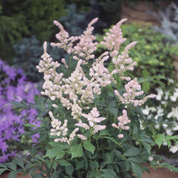 [送料無料]アスチルベ：エウロパ（ヨーロッパ）3.5号ポット 12株セット