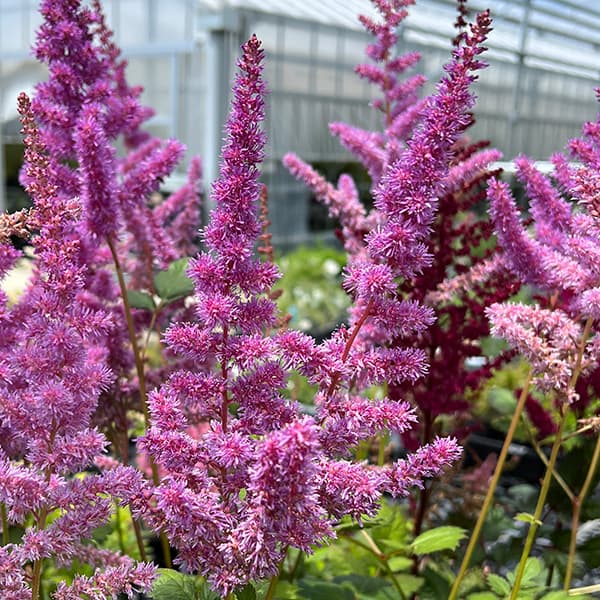 [送料無料]アスチルベ：ブラックパール3.5号ポット 12株セット[6月頃開花　濃紫ももいろの花　花穂が長く印象的な花　宿根草]