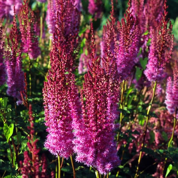 [送料無料]アスチルベ：プルプランツェ3.5号ポット 12株セット