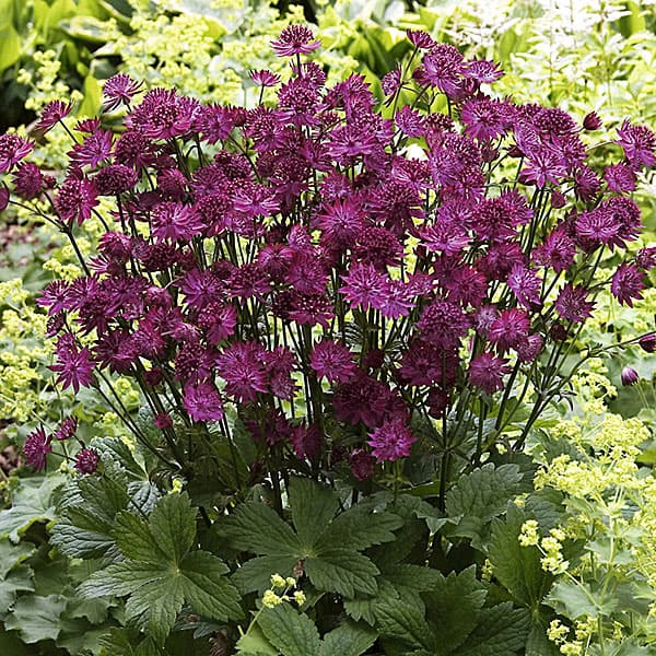 [送料無料]アストランティア：ベニス3.5号ポット 12株セット