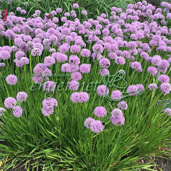 [送料無料]アリウム：サマービューティー3.5号ポット 12株セット