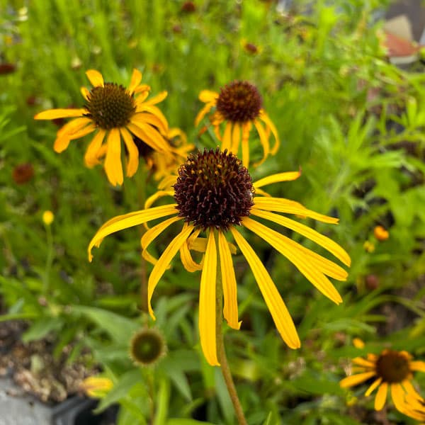 [送料無料]エキナセア：パラドクサ3.5号ポット 12株セット