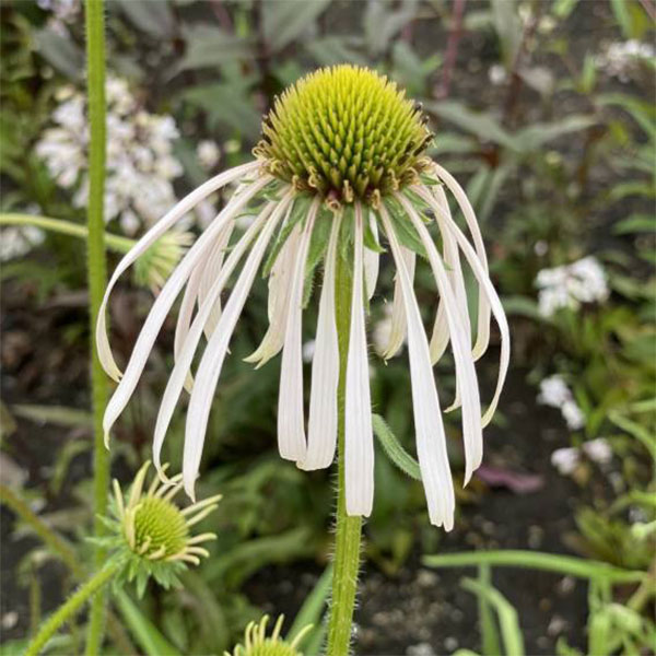 [送料無料]エキナセア：パリダ フラダンサー3-3.5号ポット 12株セット