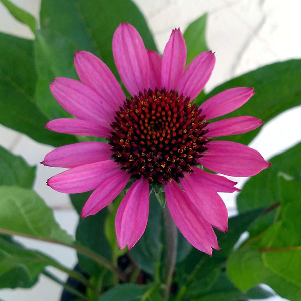 [送料無料]エキナセア：ファタルアトラクション3.5－4号ポット 12株セット