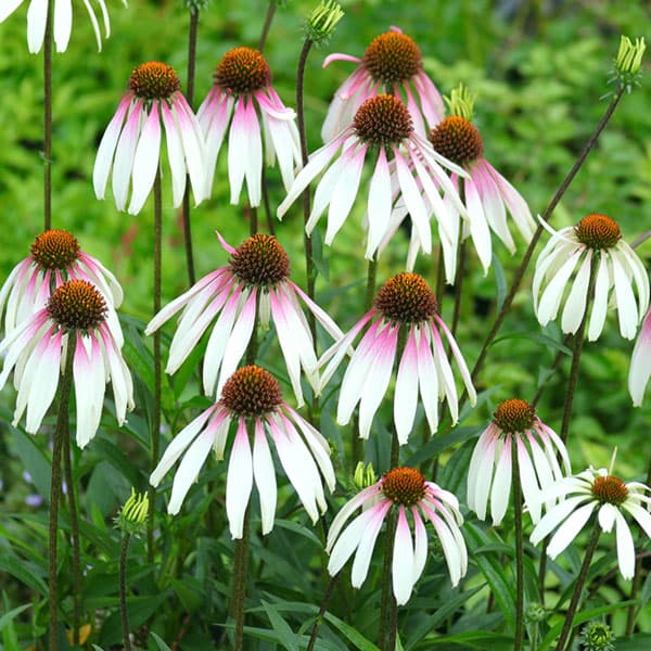 [送料無料]エキナセア：プリティパラソル3.5号ポット 12株セット