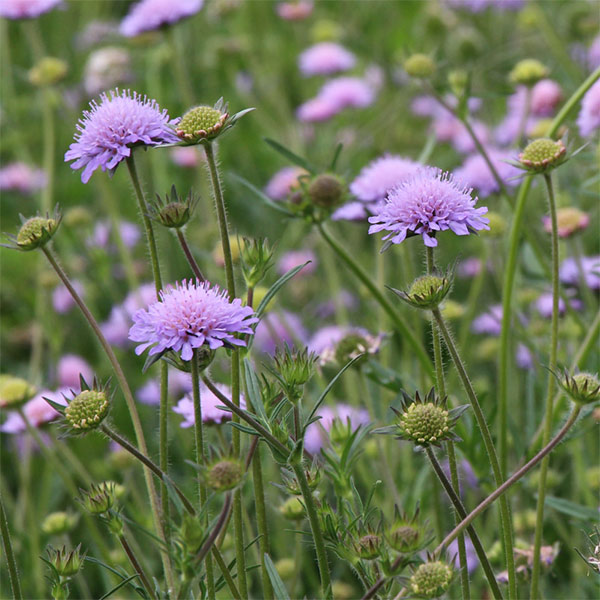 [送料無料]クナウティア：アルベンシス3.5号ポット 12株セット