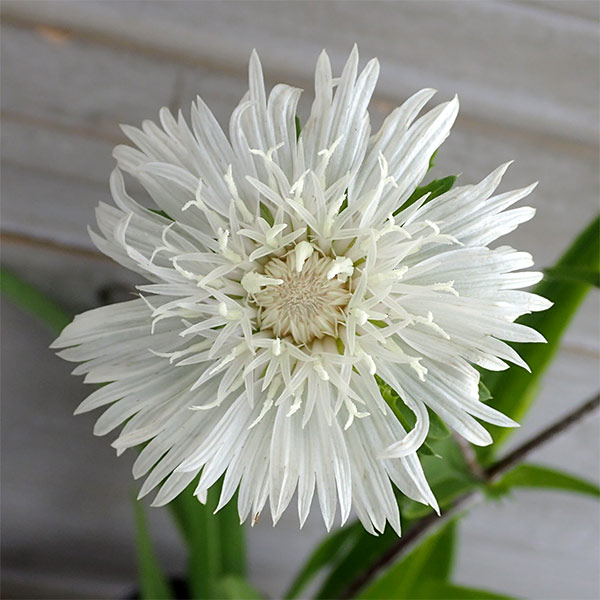 [送料無料]ストケシア：ホワイトスター3.5号ポット 12株セット