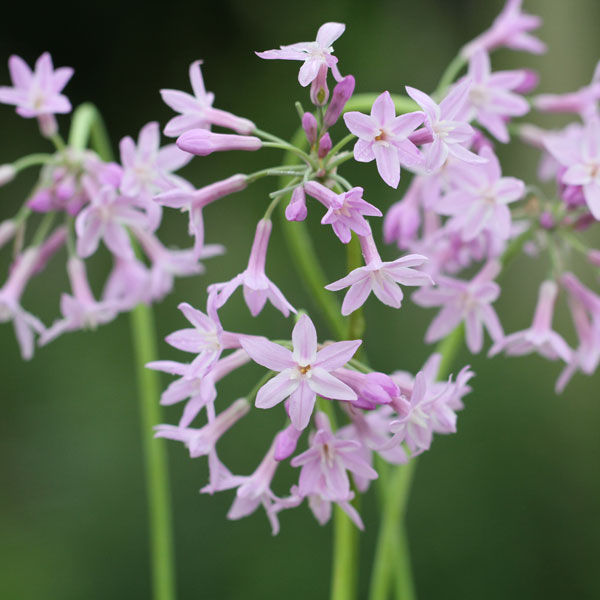 [送料無料]ツルバキア：ビオラセア3.5号ポット 12株セット