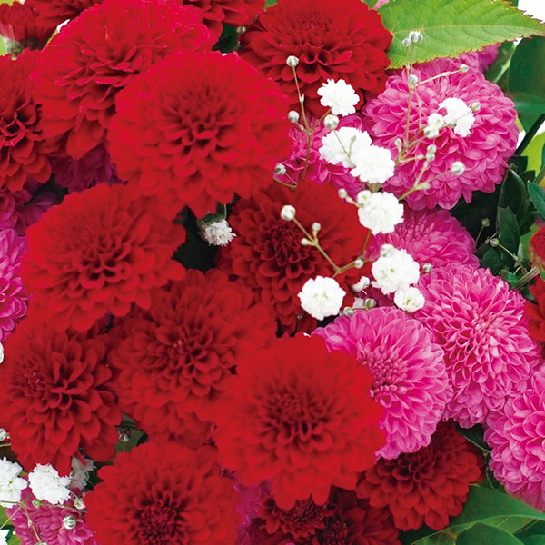 [26年5月中下旬予約]キク：秋咲きデュエットマム（菊の苗）ポンポン咲き桃赤系3.5号(セレナーデとボレロ）