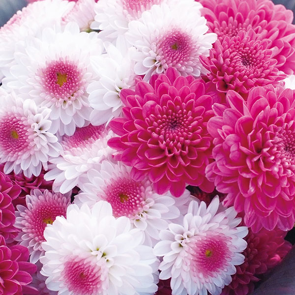 [26年5月中下旬予約]キク：秋咲きデュエットマム（菊の苗）ポンポン咲き桃白系3.5号(ドミノ、ピンクアイ）