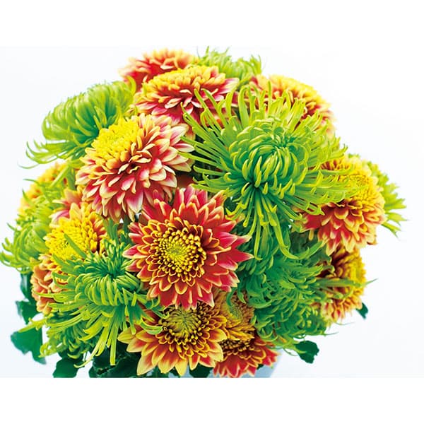 [26年5月中下旬予約]キク：秋咲きデュエットマム（菊の苗）ポンポン咲き緑黄色系3.5号(ガリレオ、シャムロック）