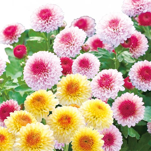 [26年5月中下旬予約]キク：秋咲きデュエットマム（菊の苗）バラエティータイプ桃黄系3.5号（ラブベリーとフォルテ）*