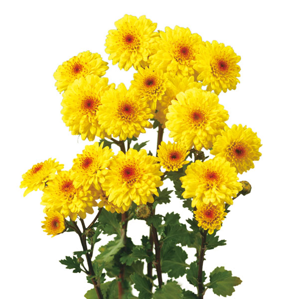 [26年6月中下旬予約]寒菊八重小菊：初日（黄系）2.5号ポット