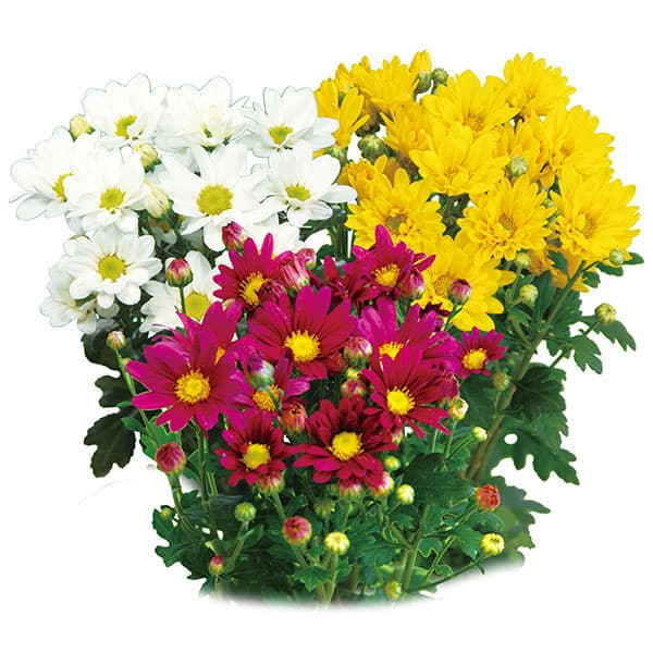 [26年4月下旬予約]手間なし菊苗：二度咲き小菊3種3株植え（花火・こだま・銀スター）4号ポット