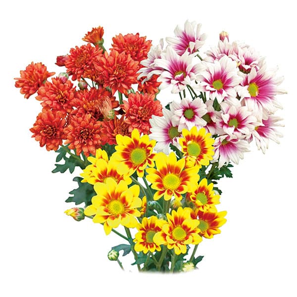 [26年4月下旬予約]手間なし菊苗：二度咲き変わり菊3種3株植え（オレゴン・フリッツ・ルース）4号ポット