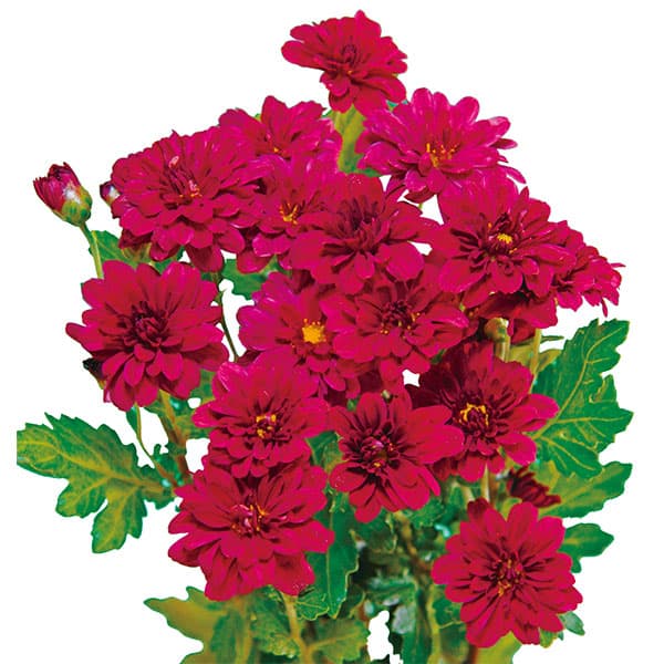 [26年6月中下旬予約]手間なし菊 9月咲き小菊：赤系（花果実など） 4号ポット