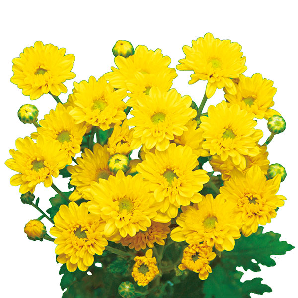 [26年6月中下旬予約]手間なし菊 9月咲き小菊：黄系（祭り音など） 4号ポット