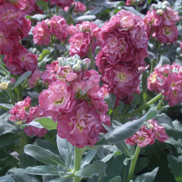 [送料無料]ストック：ビンテージカッパー（コッパー）3～3.5号ポット 12株セット