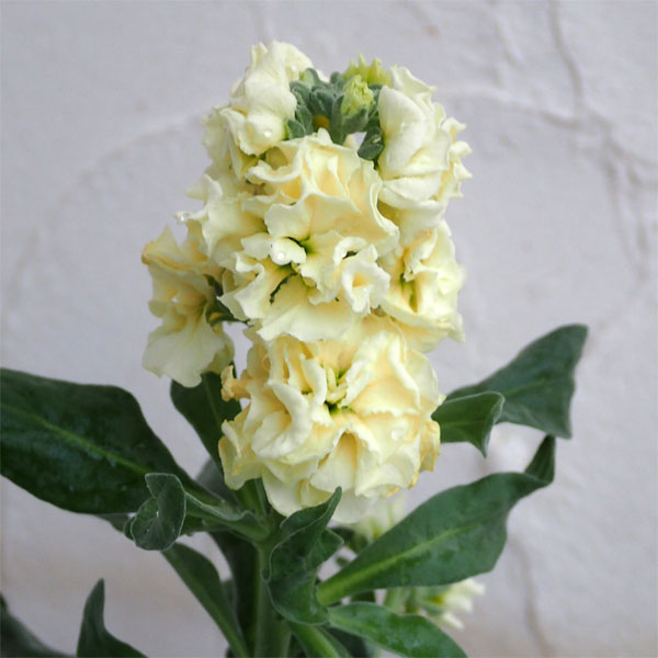 [送料無料]ストック：ベイビー　イエロー（八重）3-3.5号ポット 12株セット