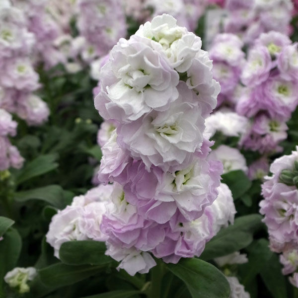 [送料無料]ストック：ベイビー　ライトブルーフラッシュ（八重）3-3.5号ポット 12株セット