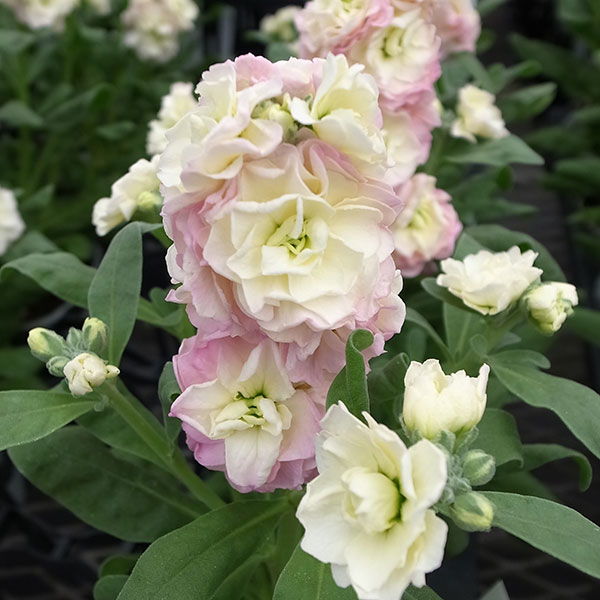 [送料無料]ストック：ベイビー　レインボー（八重）3-3.5号ポット 12株セット