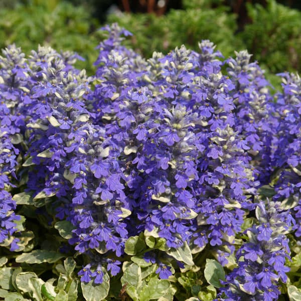 [送料無料]アジュガ　レプタンス：シルバークィーン3号ポット 12株セット