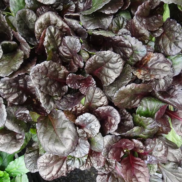 [送料無料]アジュガ レプタンス：ブラックスカロップ3号ポット 12株セット