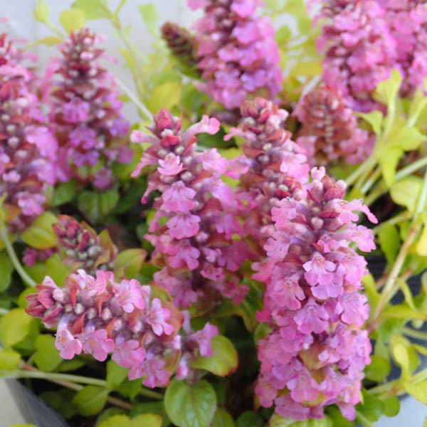 [送料無料]アジュガ：ゴールドライム3-3.5号ポット 12株セット