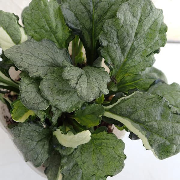 [送料無料]アジュガ：シルバーシフォン3号ポット 12株セット