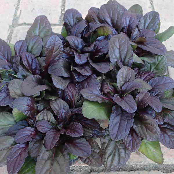 [送料無料]アジュガ：ダークマホガニー2.5-3号ポット 12株セット