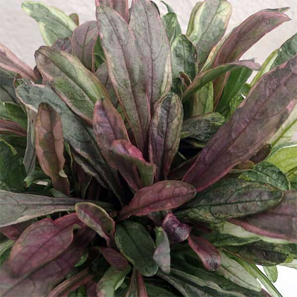 [送料無料]アジュガ：ディクシーチップ3-3.5号ポット 12株セット