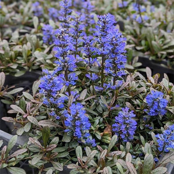 [送料無料]アジュガ：フェザーフレンズ　ノーブルナイチンゲール3.5号ポット 12株セット