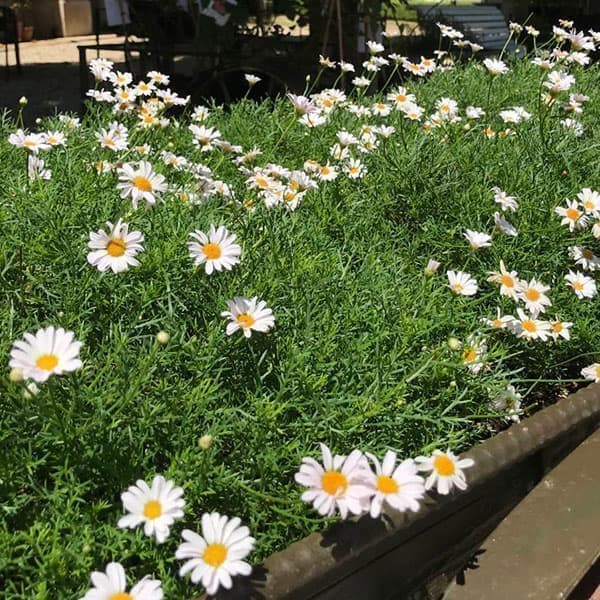 [送料無料]ニューサマーデイジー：ステラ(ニューサマーステラ)3.5号ポット 12株セット