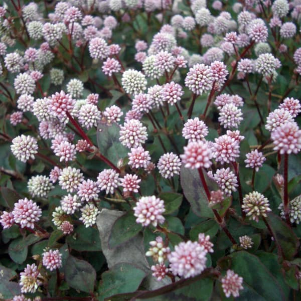 [送料無料]ポリゴナム（ヒメツルソバ）3-3.5号ポット 12株セット