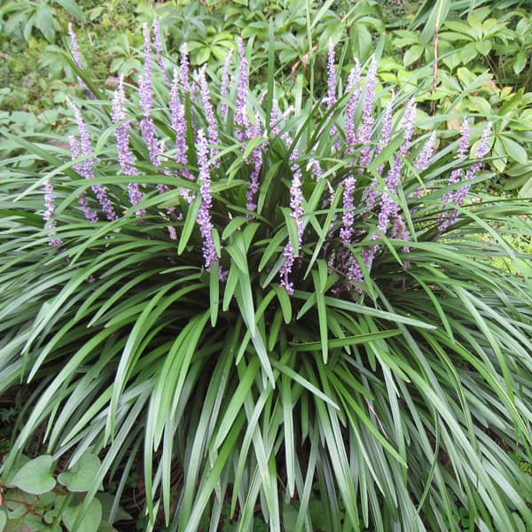 [送料無料]ヤブラン（リリオペ）：緑葉（青葉） 3.5号ポット 12株セット